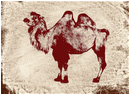 Camel Photography